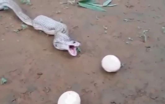 Clip: Rắn hổ mang liên tục 'đẻ trứng' bằng miệng và sự thật gây bất ngờ phía sau