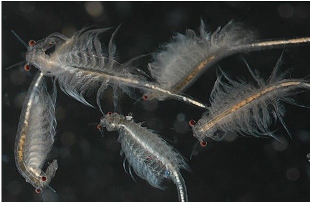 Loài động vật sống dai nhất thế giới: Sấy khô, hơ trên lửa, nhúng trong rượu, ra khỏi vũ trụ cũng không chết