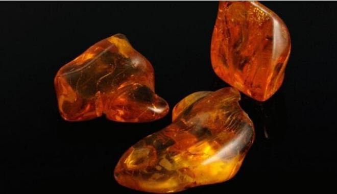 Cặp ruồi cổ đại biến thành hổ phách trong quá trình giao phối và vẫn được theo dõi 41 triệu năm sau