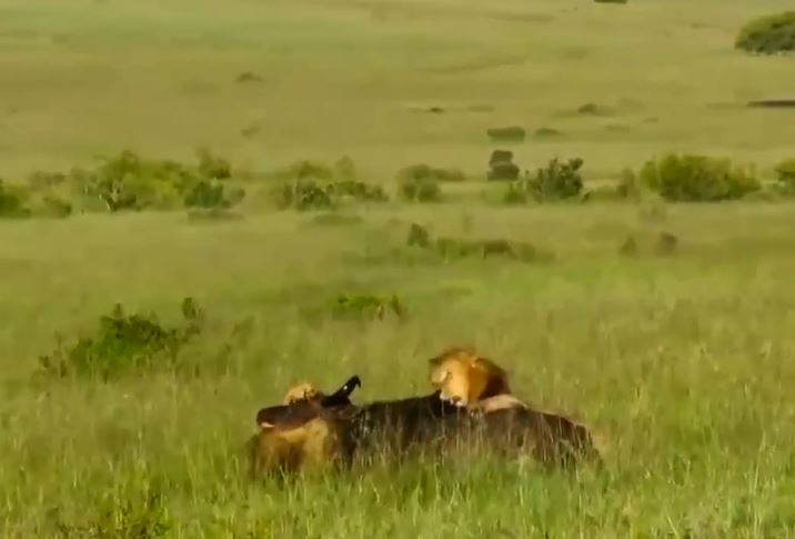 CLIP: Cả gan tấn công ‘lãnh chúa vùng đổng cỏ’, trâu rừng phải trả giá bằng cả tính mạng