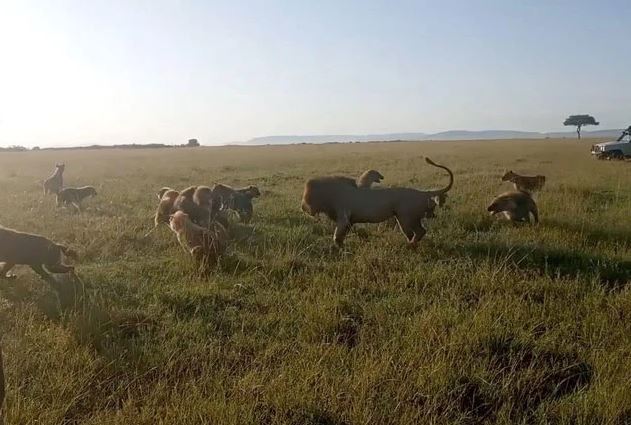 CLIP: ‘Binh đoàn’ linh cẩu tính dùng số lượng để hù dọa sư tử, nhưng khi ‘vị vua’ xuất hiện thì vội vã bỏ chạy