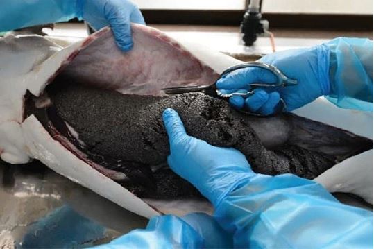 Clip: Cận cảnh quy trình lấy trứng cá đắt đỏ nhất thế giới, loại thực phẩm chỉ dành cho giới thượng lưu