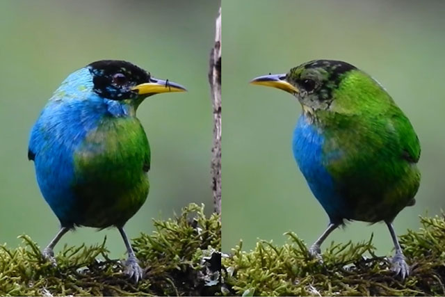 Trầm trồ trước loài chim 'nửa đực, nửa cái' siêu quý hiếm với màu lông đẹp độc nhất vô nhị