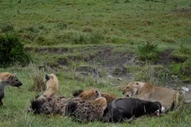 CLIP: Bầy linh cẩu cả gan cướp mồi của ‘lãnh chúa vùng đồng cỏ’, nhưng cái kết khiến nhiều người bất ngờ