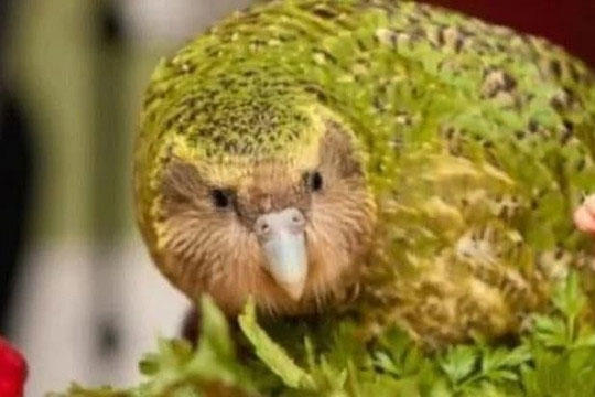 3 loài động vật ngu ngốc nhất thế giới đang trên bờ vực tuyệt chủng do chỉ số thông minh của chúng thấp