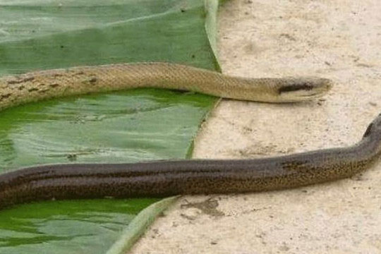 Tại sao lại nói 'rắn sợ lươn ruộng'? Lươn ruộng có phải là thiên địch của rắn không? Sau khi đọc, cuối cùng tôi cũng hiểu