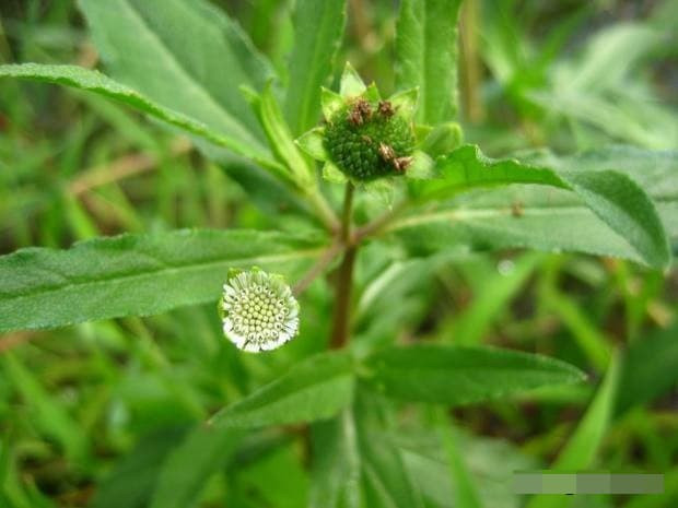 Ở quê có một loại cỏ dại gọi là 'thuốc nhuộm tóc tự nhiên', thực chất là một loại thuốc giảm tóc bạc rất tốt