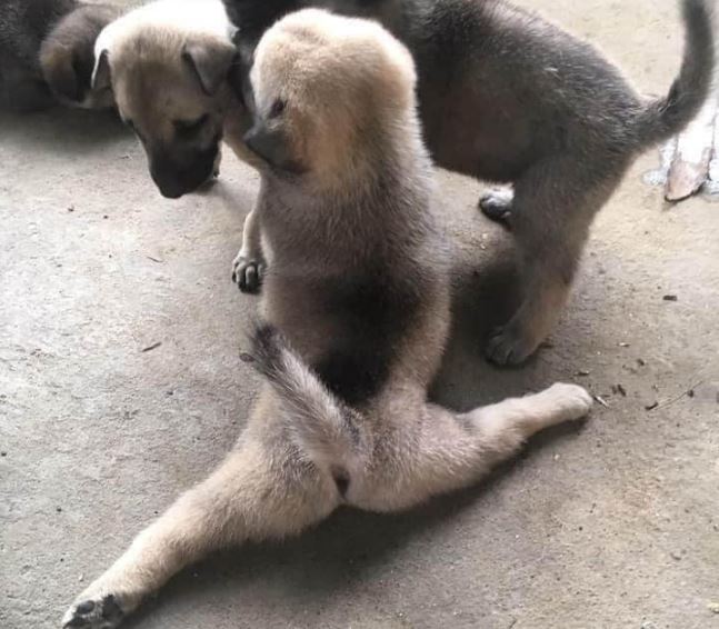 Chú chó con biểu diễn tuyệt kỹ 'xoạc chân' khiến hội chị em ngỡ ngàng, xấu hổ vì đi tập yoga cũng không dẻo bằng em cún