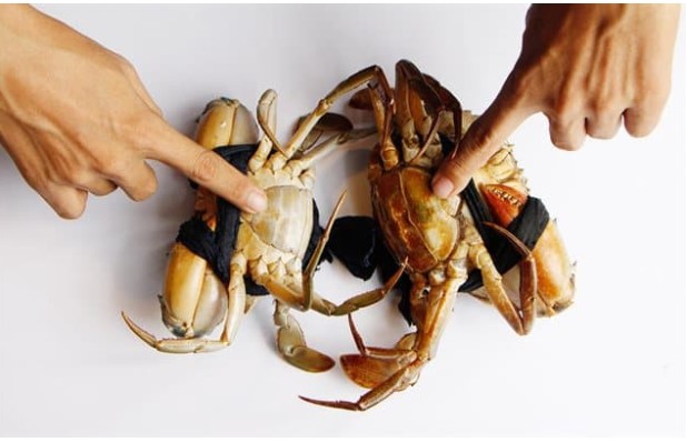 Bí quyết chọn cua biển ngon, biết mẹo này mua ở đâu cũng tìm được hàng chuẩn, không lo phí tiền