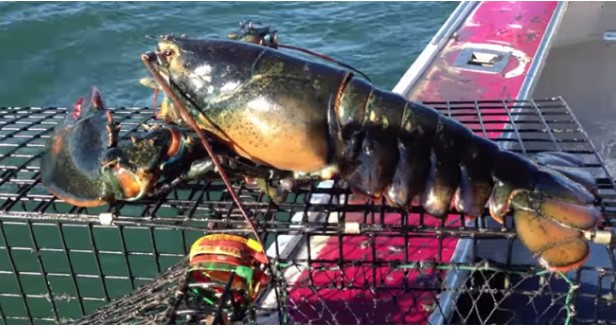 Thuyền trưởng vui mừng tột độ khi bắt được con tôm hùm lớn nặng hơn 7kg nhưng đã vội thả nó ngay sau khi nhấc đuôi lên, hóa ra là vì điều này