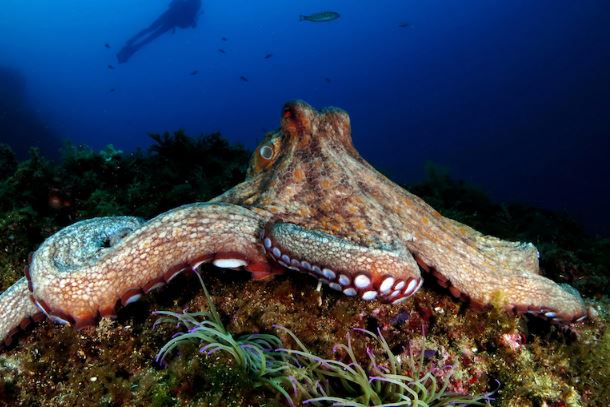 Bạch tuộc cũng có cảm nhận về đau đớn