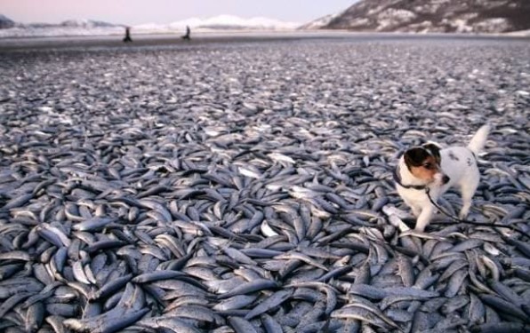 Đất nước thường có đàn 'cá lạ' hàng trăm nghìn con dạt vào và nằm la liệt trên bãi biển! Vì sao không ai vớt về?