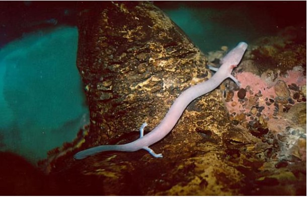 Tại sao sa giông hang động chỉ giao phối 7 năm một lần, lại tồn tại đến nay mà không bị tuyệt chủng?