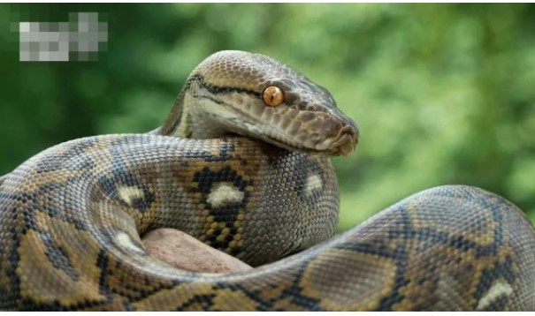 Trăn tham lam nuốt trọn con bò và cái kết đắng