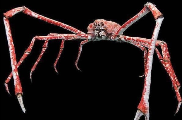 Cua sát thủ lớn nhất thế giới, cá mập cũng sợ hãi và không phải là đối thủ, nhưng Người Nhật tiết lộ một điểm yếu của nó