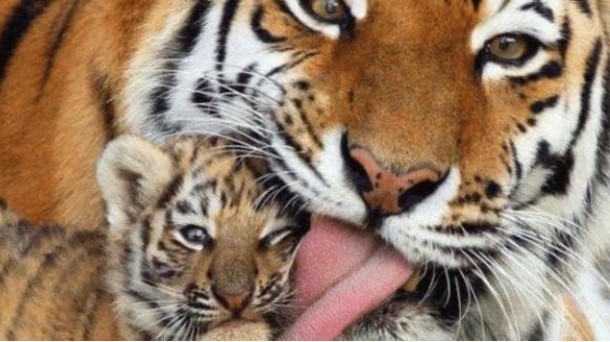 Câu nói: “Khi hổ liếm, mất một miếng da”! Không lẽ con hổ có sức mạnh như vậy sao?