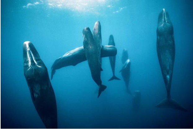 Cá voi chỉ ngủ 7 phút mỗi ngày, và tại sao hầu hết các loài cá không bao giờ ngủ trong đời?