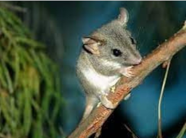 Loài vật có thời gian giao phối lâu nhất đến 14 giờ và con đực sẽ chết ngay khi quá trình kết thúc