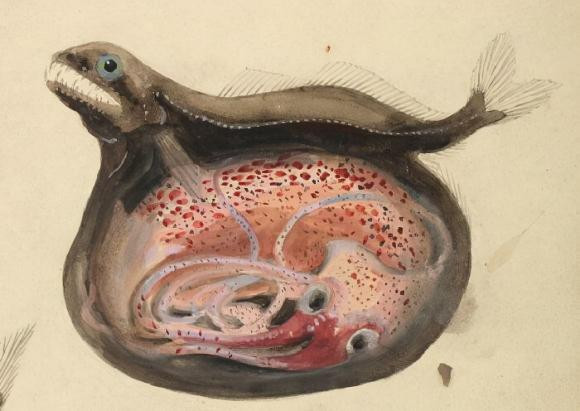 Cá dĩa đen: Kẻ ăn thịt 'đáng sợ' của tự nhiên, có thể nuốt chửng con mồi to hơn gấp 10 lần trọng lượng cơ thể của chính nó