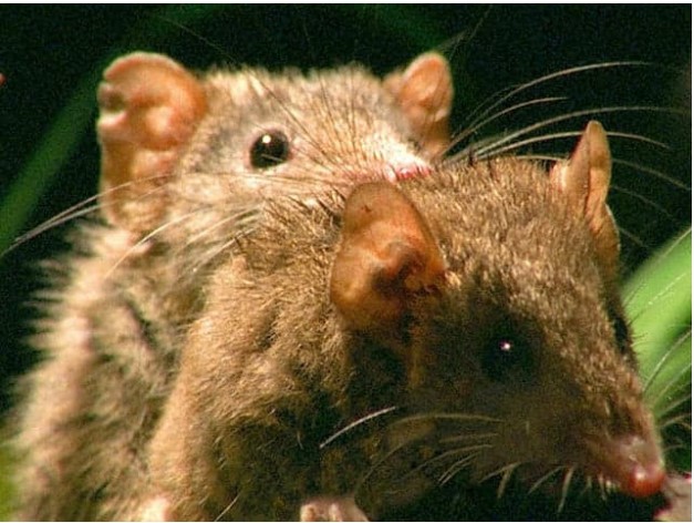 Sốc: Loài vật giao phối vài tiếng đồng hồ thậm chí một ngày, 'xong chuyện' thì lăn ra... chết