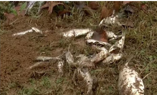 'Mưa cá' bất ngờ xuất hiện ở Mỹ, khoa học lý giải nguyên nhân đằng sau hiện tượng hiếm gặp này