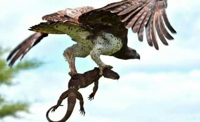 Tại sao đại bàng được xem là 'vị lãnh chúa trên không'? Nó có thể phân biệt rõ ràng các động vật nhỏ dưới mặt đất ở độ cao 2 nghìn mét