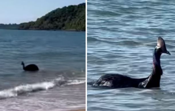 Cận cảnh loài chim nguy hiểm nhất thế giới: Vẻ ngoài kỳ dị, biết bơi thoăn thoắt, tấn công người ‘nhanh như chớp’