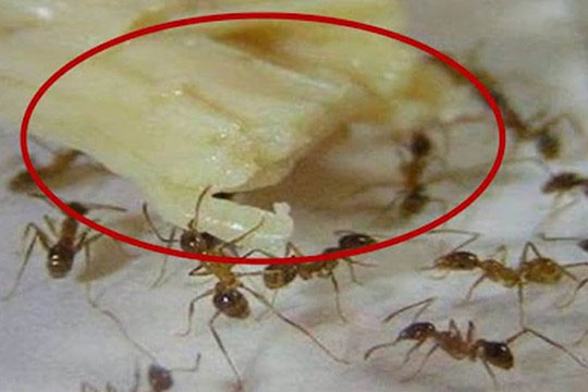 Nếu nhà bạn có kiến, hướng dẫn bạn 5 cách đuổi kiến ​​đi, vừa an toàn vừa hiệu quả