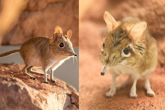 Bí mật về 'voi tí hon’ mất tích nửa thế kỷ bỗng tái xuất kỳ diệu, giới khoa học phấn khích ăn mừng