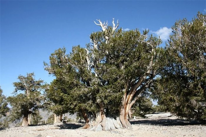 Trên dãy núi Nevada ở miền Tây nước Mỹ tồn tại một loài cây vô cùng đặc biệt, đó là cây thông Bristlecone. Đây được xem là một trong những cây cổ thụ lâu đời nhất còn sống trên Trái đất. Ảnh: T.S.O