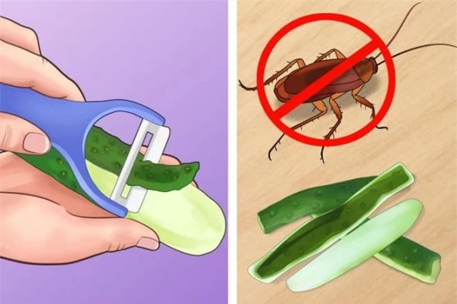 cách diệt côn trùng  1