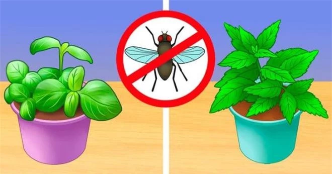 cách diệt côn trùng  4