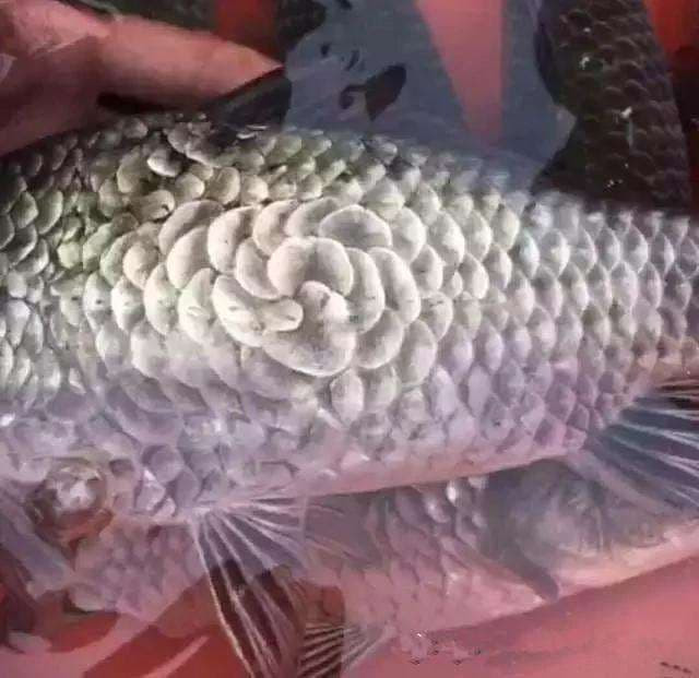 Người đàn ông mua cá 'quái vật' vảy hình hoa mận với giá cao và dự định làm cá dưa bắp cải