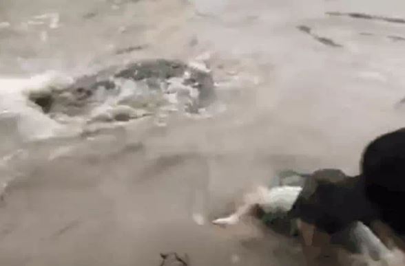 CLIP: Cô gái trẻ bị cá to lớn như 'thủy quái' kéo lao xuống đầm