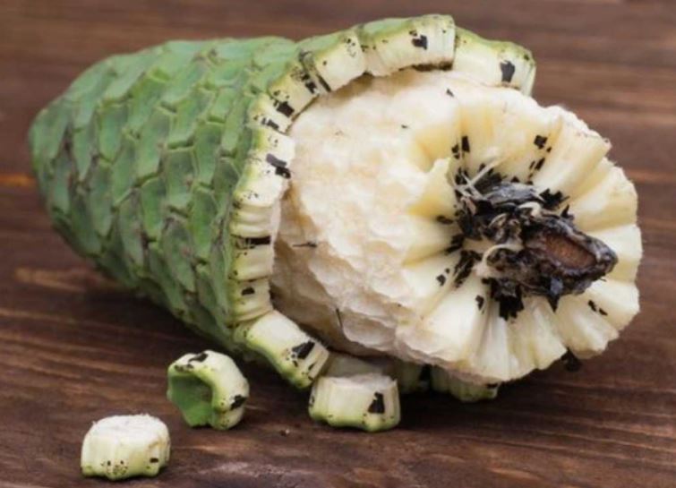 CLIP: Loại quả quái vật, ăn không cẩn thận có thể chết người nhưng vẫn được dân tình săn lùng