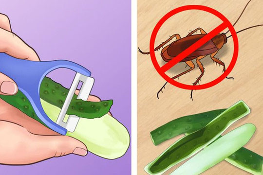 Không cần dùng hóa chất nguy hiểm, đây là 5 mẹo giúp đuổi côn trùng khỏi ngôi nhà của bạn
