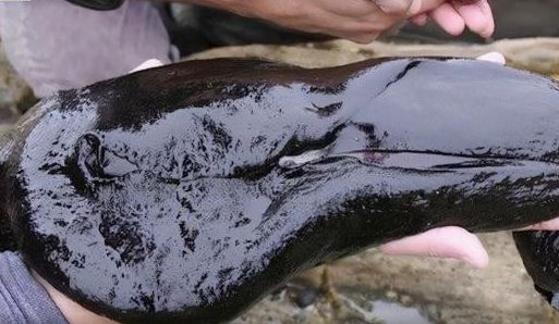 Loài sên biển đen to như con thỏ, giống sinh vật ngoài hành tinh, trông mềm mại nhưng lại là một tay chế thuốc bậc thầy