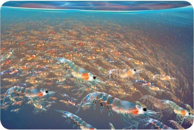 Loài nhuyễn thể Nam Cực được mệnh danh là 'hải sản': khai thác 300 triệu tấn ăn mỗi năm vẫn không hết?