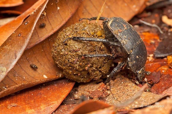 Bọ hung ăn và lăn phân rất bẩn thỉu, tại sao người Ai Cập lại tôn sùng?