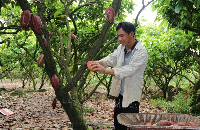 Đồng Nai: Nhiều lợi ích trong liên kết sản xuất nông nghiệp