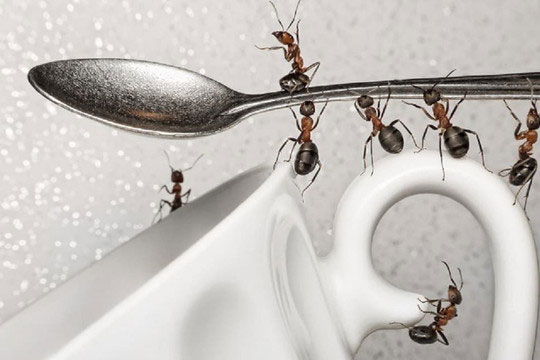 Kiến xâm chiếm lọ đường và đây là cách đuổi kiến hiệu quả nhất, không sợ độc hại