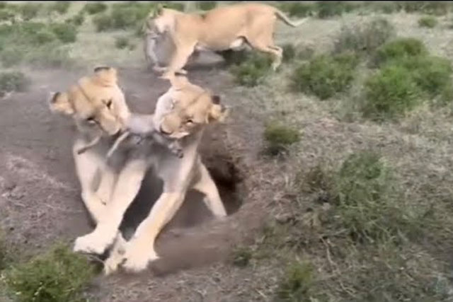 CLIP: Bầy lợn rừng con ‘tránh vỏ dưa gặp vỏ dừa’, liên tục bỏ mạng khi bị sư tử truy sát