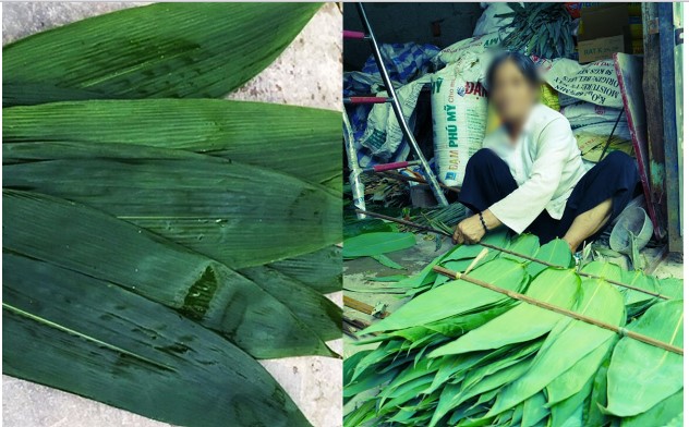 Việt Nam có một loại lá 'giá rẻ' nhưng là thuốc quý chữa bách bệnh, xuất khẩu đi Nhật, Hàn