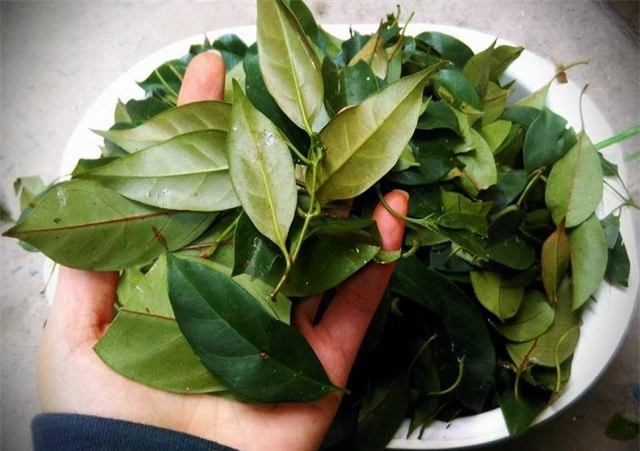 1 loại cây có tên gọi đọc “méo cả mồm”, giúp giải nhiệt, tiêu độc, trị dạ dày cực hiệu quả: Mọc hoang khắp vùng thôn quê Việt - Ảnh 3.