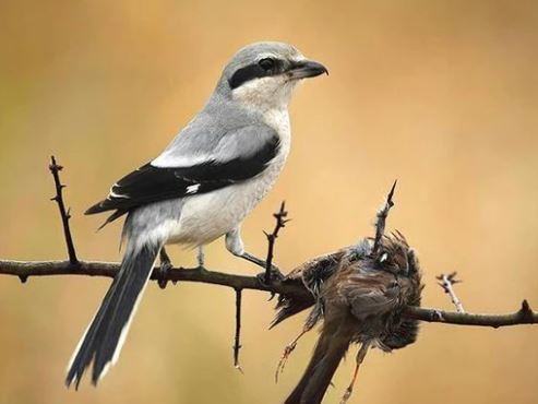 Clip: 'Kẻ đồ tể' trong thế giới loài chim, găm con mồi vào gốc cây rồi xé xác