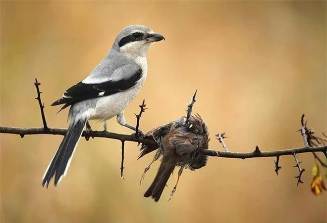 Video: Kẻ đồ tể trong thế giới loài chim, găm con mồi vào gốc cây rồi xé xác - Ảnh 1.