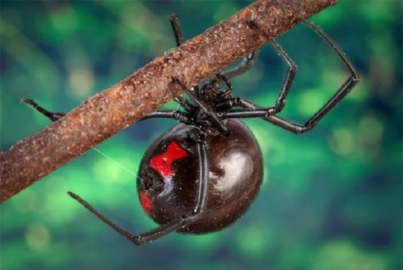 Nọc độc của loài nhện Góa phụ đen có thể làm thuốc giảm đau