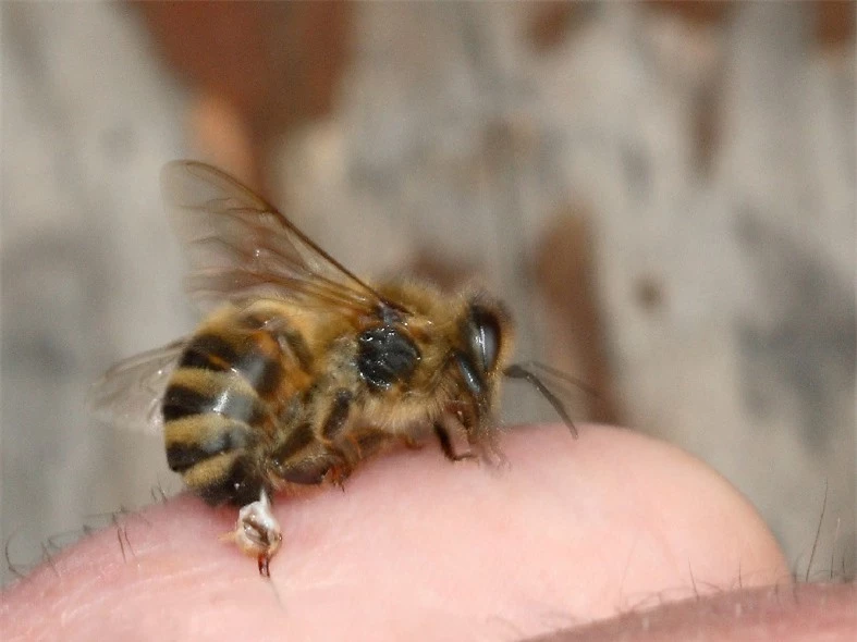 Chất melittin có trong nọc độc ong có thể tiêu diệt virus HIV