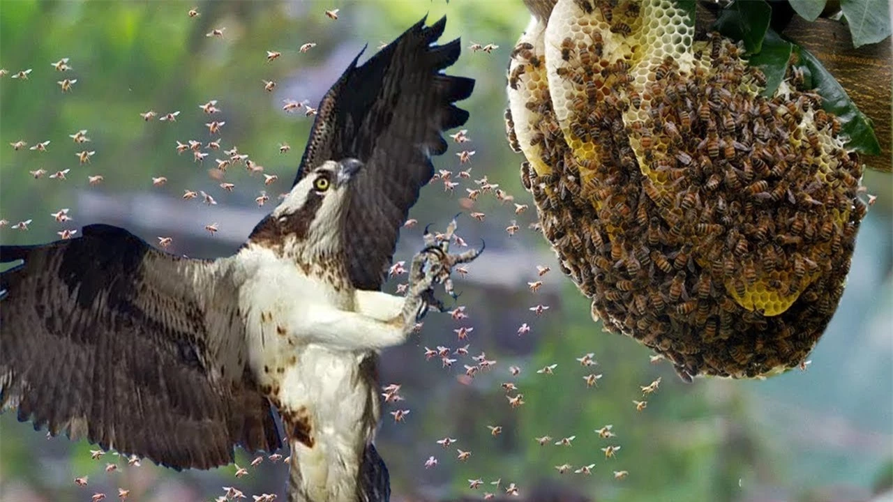 Ong bắp cày khổng lồ cũng khiếp sợ trước loài chim chuyên ăn thịt ấu trùng ong - Ảnh 1.