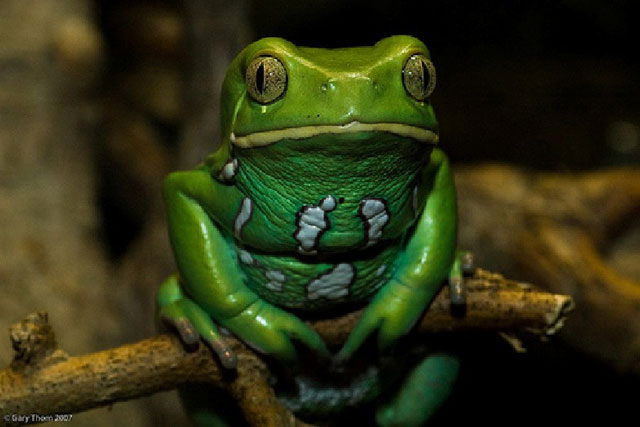 Nh&#x1EEF;ng &#x111;&#x1ED9;ng v&#x1EAD;t &#x111;em l&#x1EA1;i s&#x1EE9;c kh&#x1ECF;e cho con ng&#x1B0;&#x1EDD;i